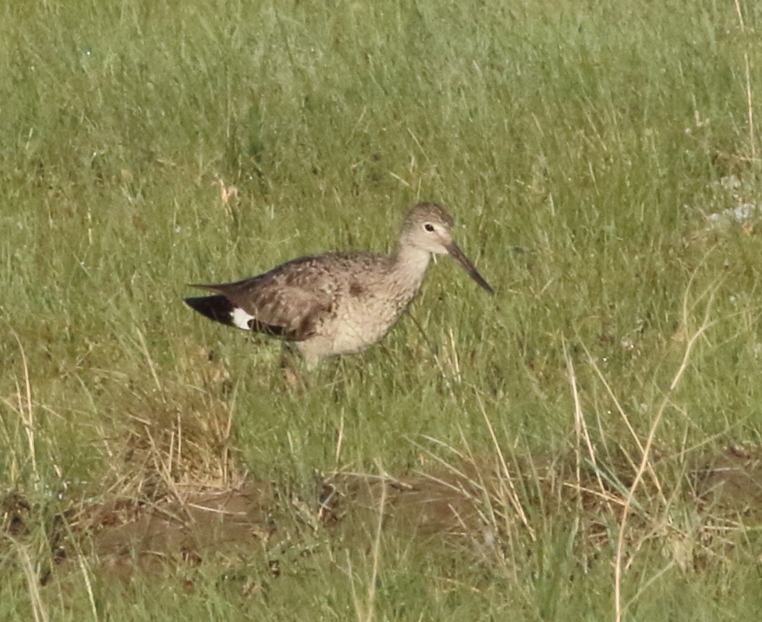 Willet - ML459437941