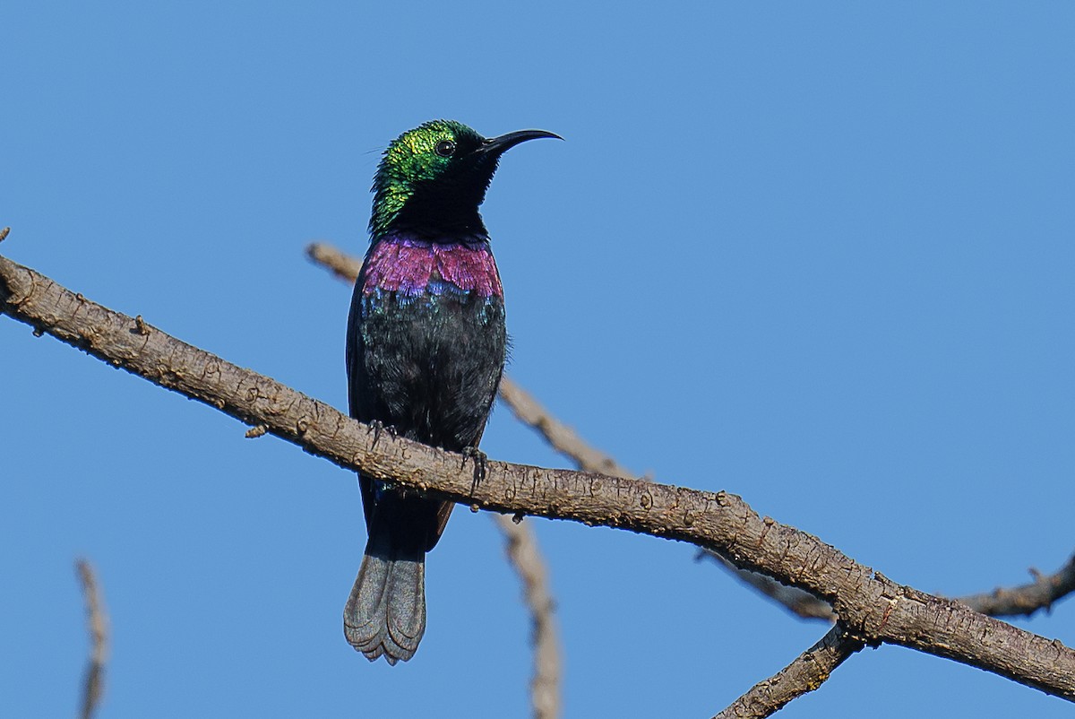 Purple-banded Sunbird - ML459439081