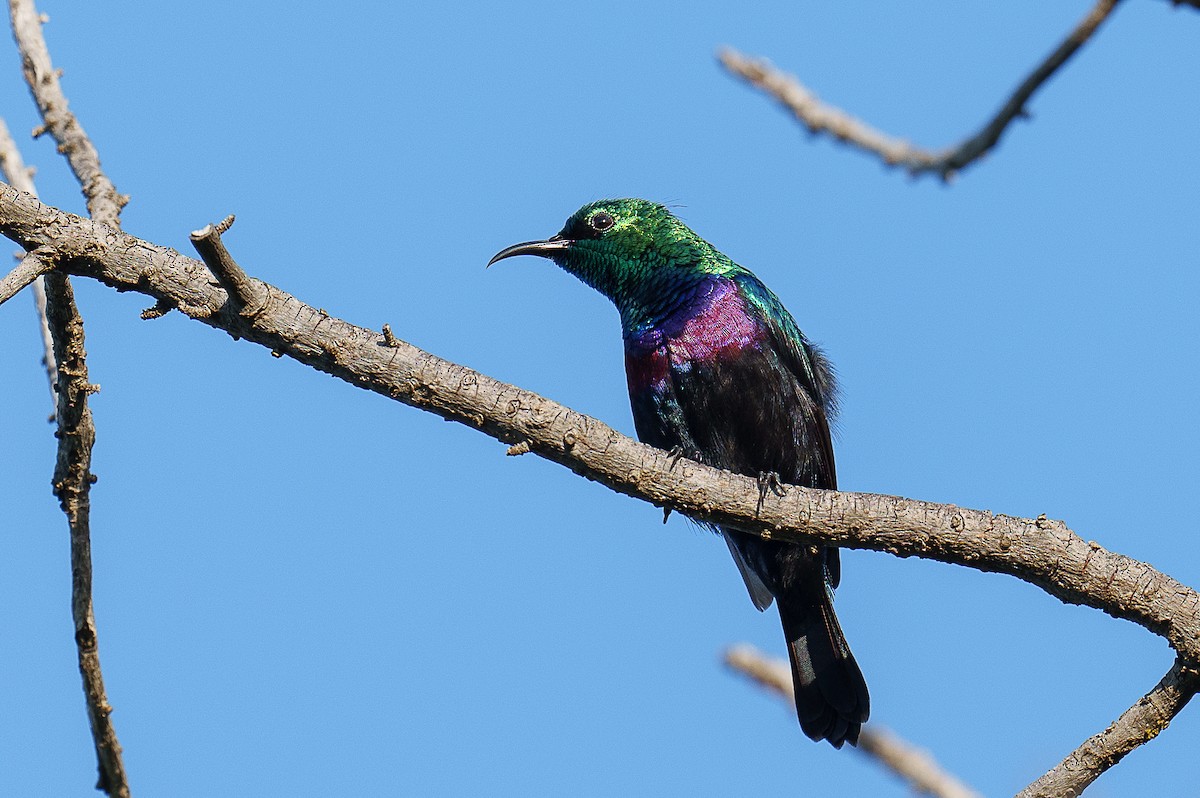 Purple-banded Sunbird - ML459439091