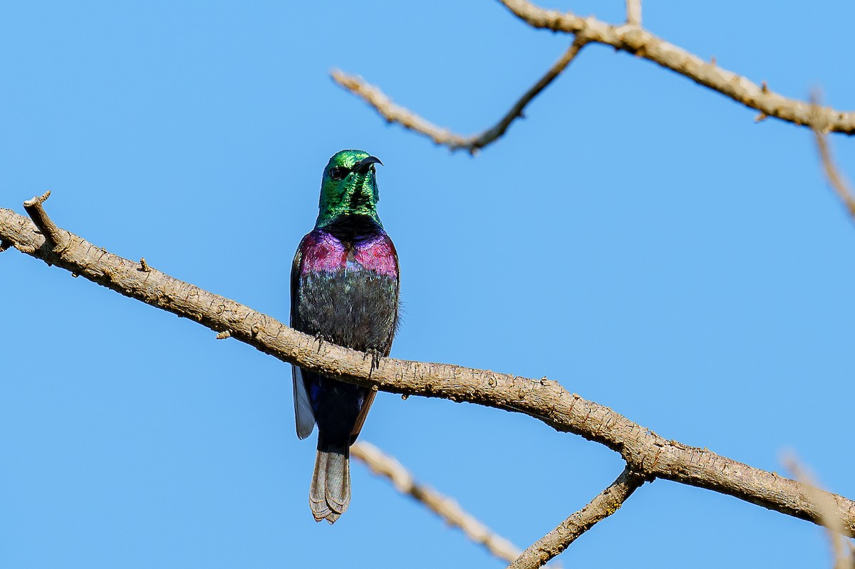 Purple-banded Sunbird - ML459439101