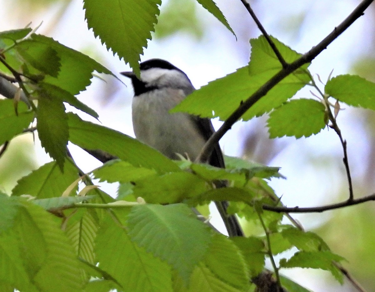 Carolina Chickadee - ML459439231