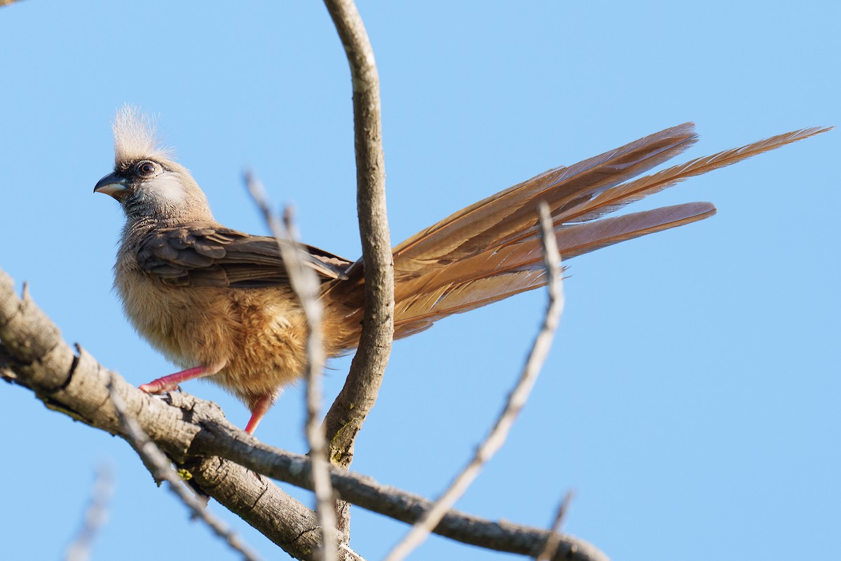 Braunflügel-Mausvogel - ML459440361