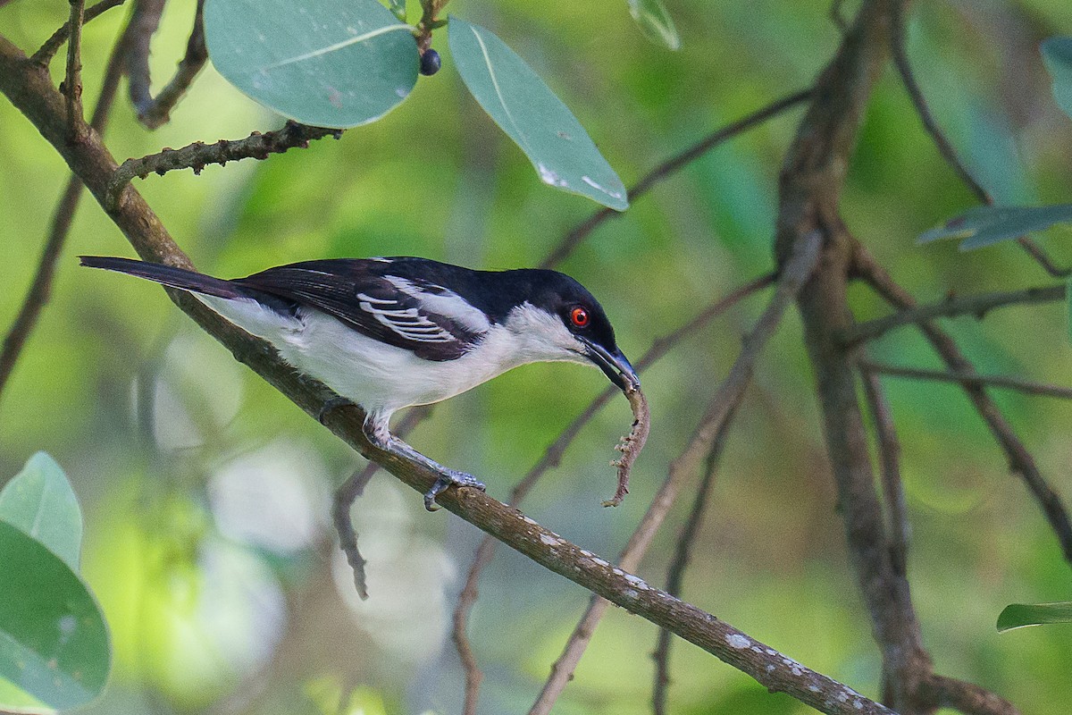 Black-backed Puffback - ML459440761