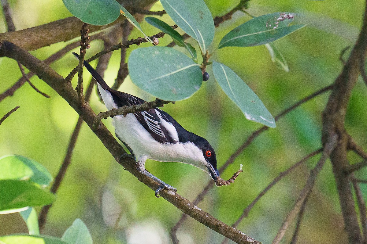 Black-backed Puffback - ML459440781