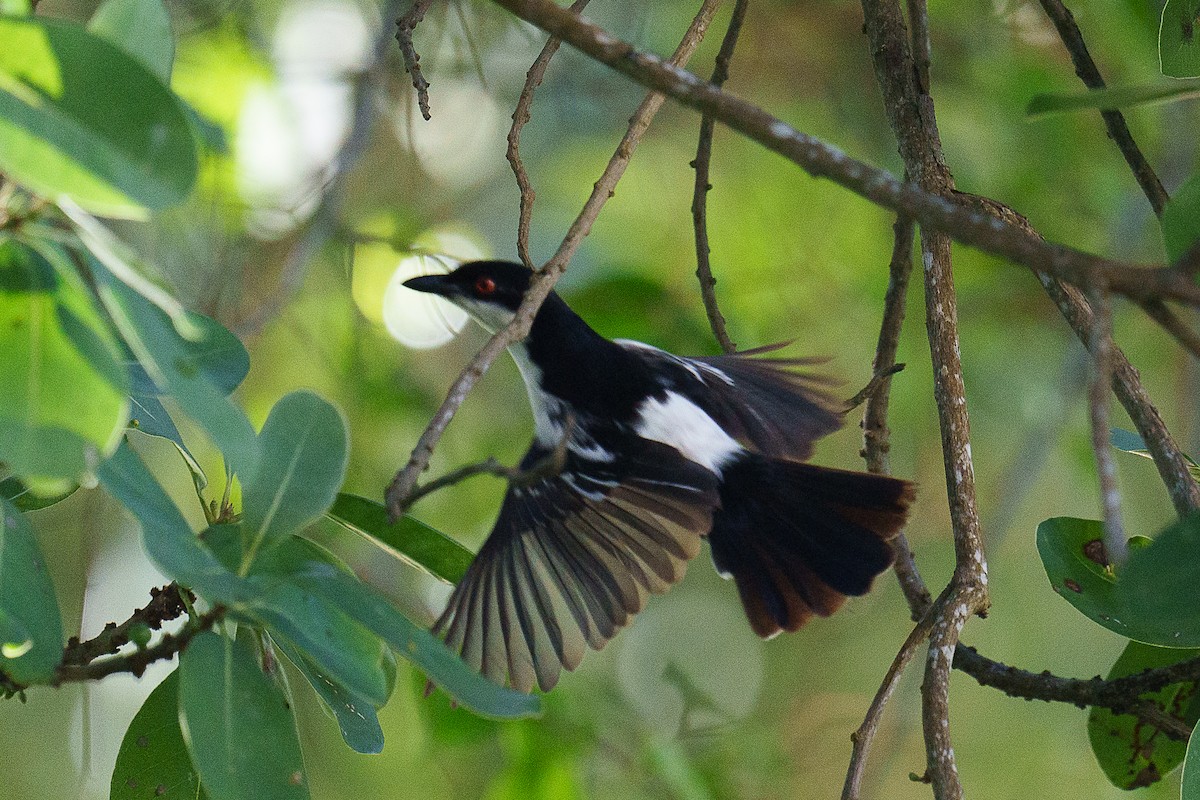 Black-backed Puffback - ML459440791