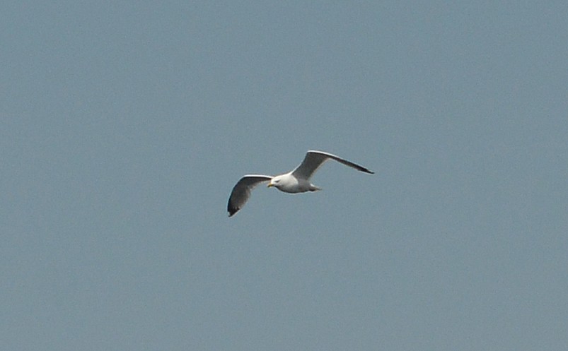 Herring Gull - ML459440831