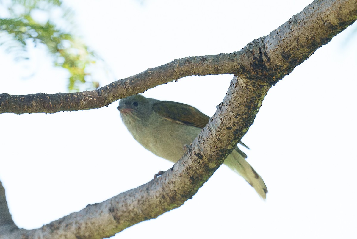 Pallid Honeyguide - ML459441281