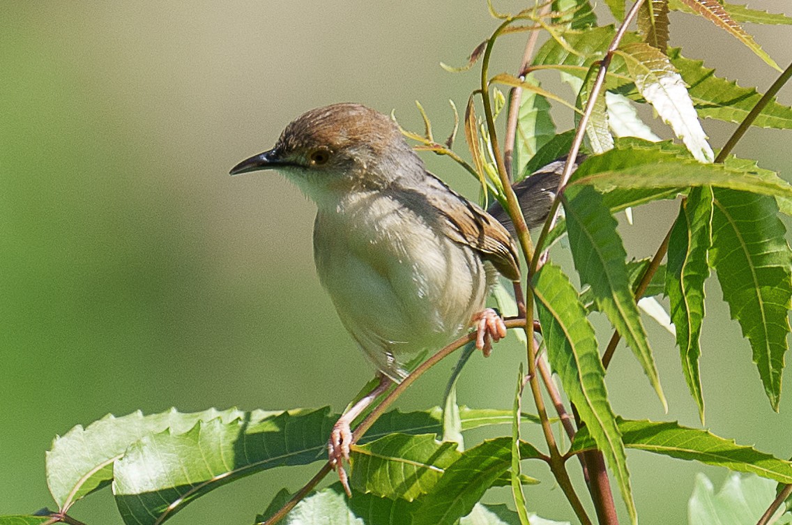 Coastal Cisticola - ML459441611