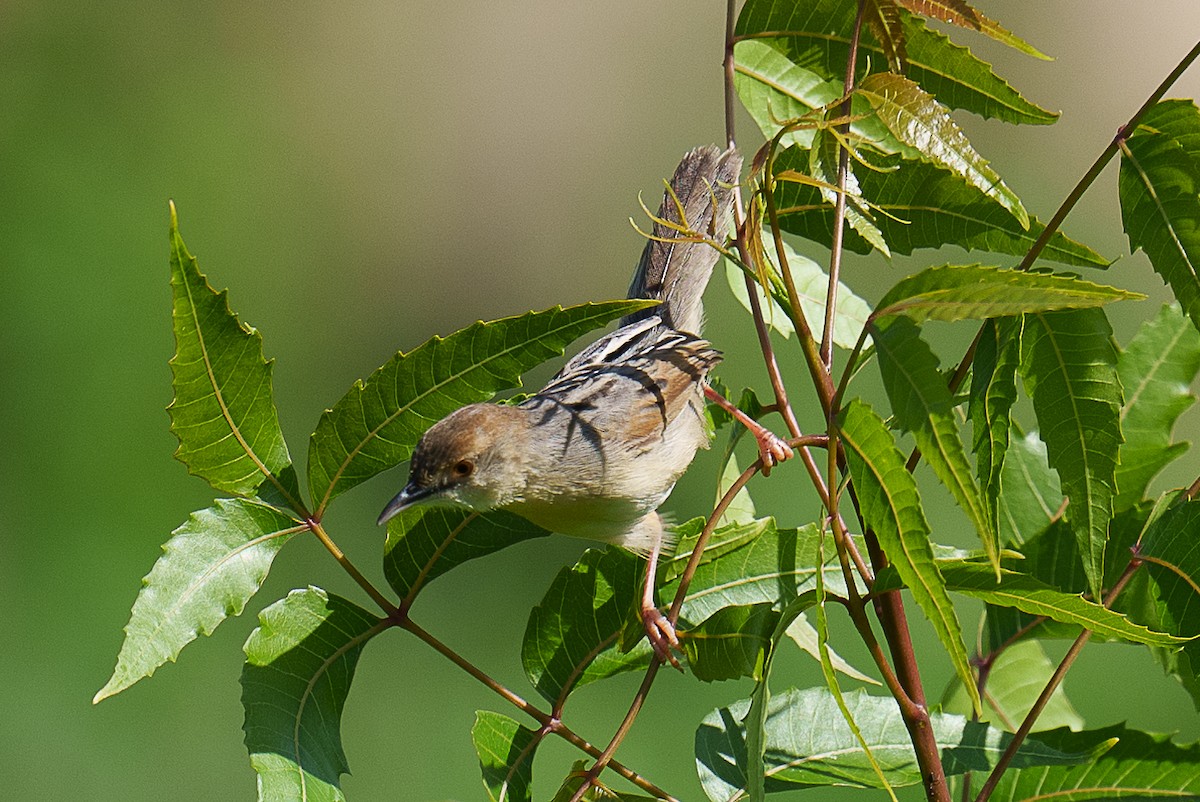 Coastal Cisticola - ML459441621