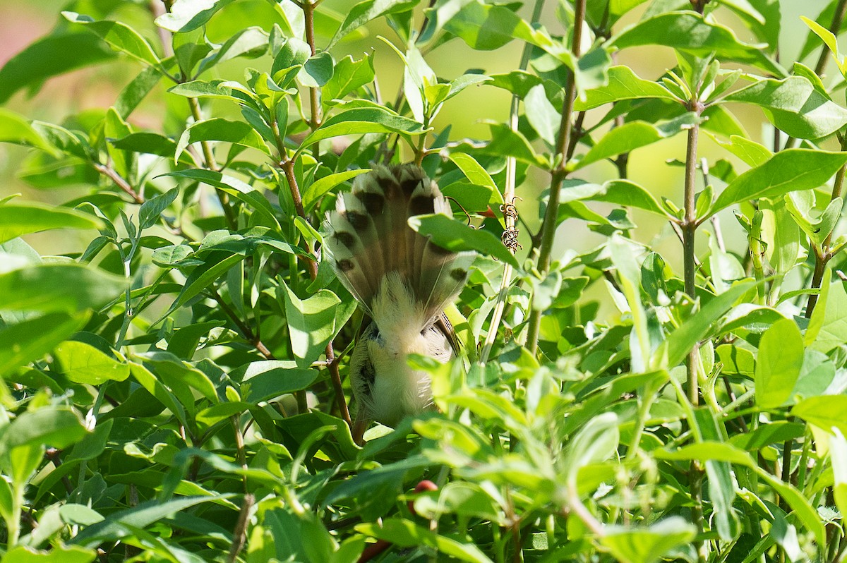 Coastal Cisticola - Laurent Esselen