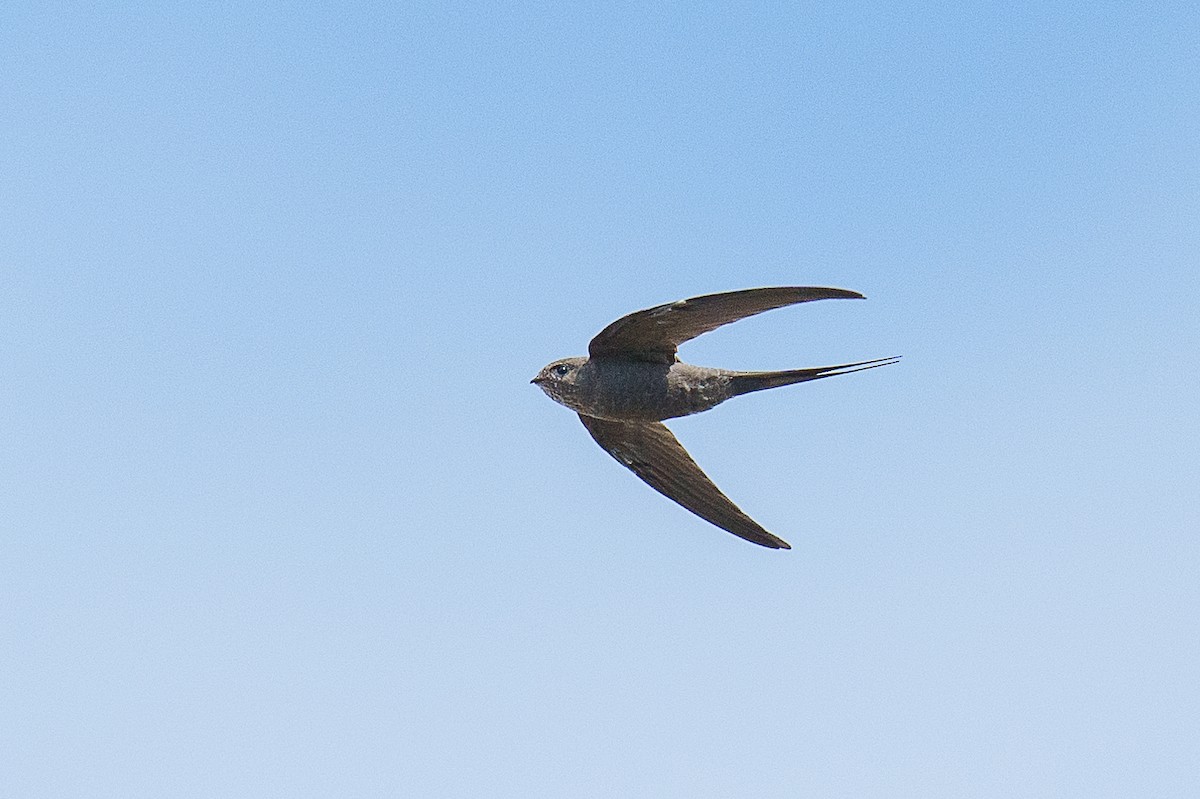 African Palm Swift - ML459442421