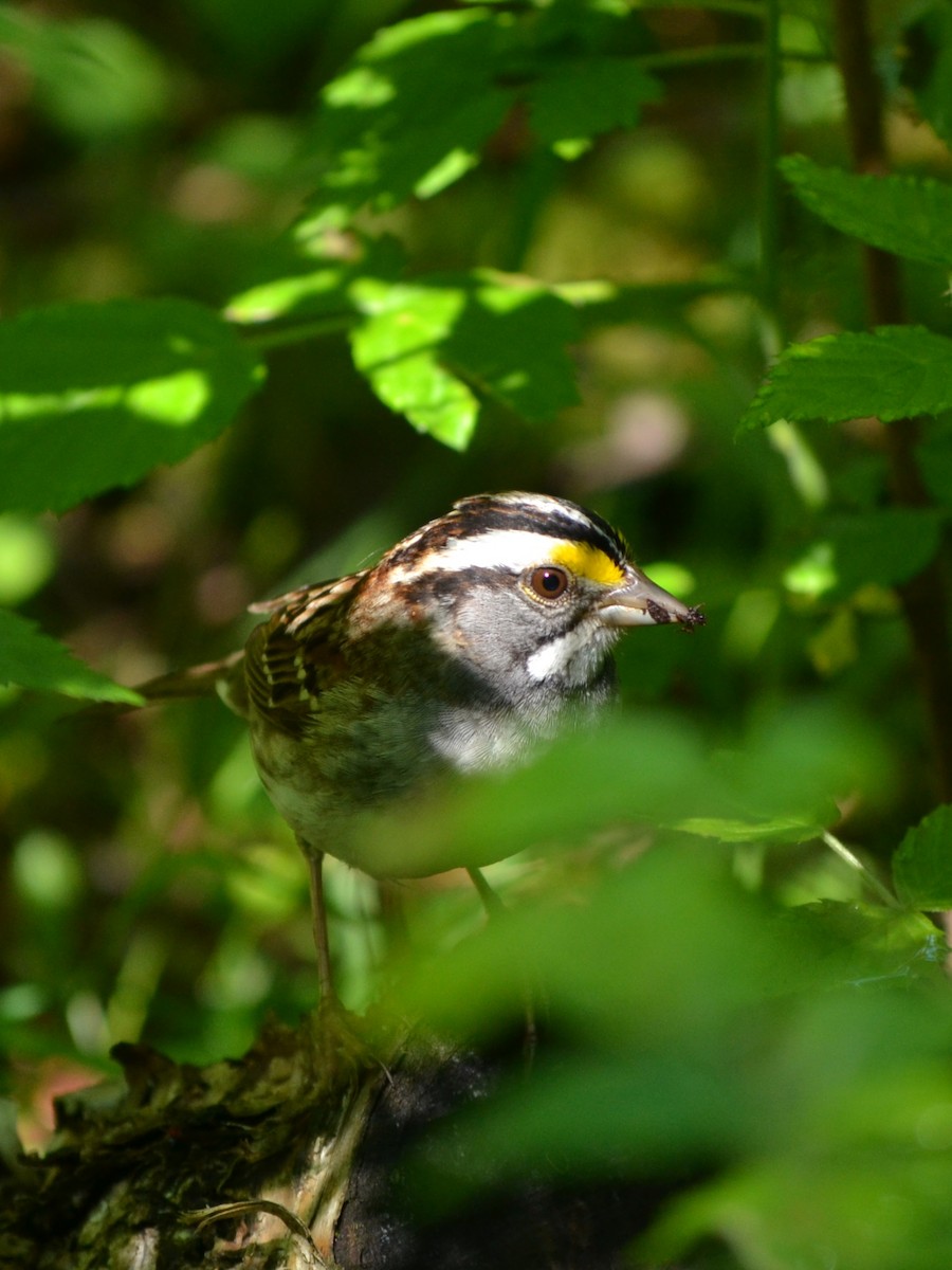 White-throated Sparrow - ML459442611