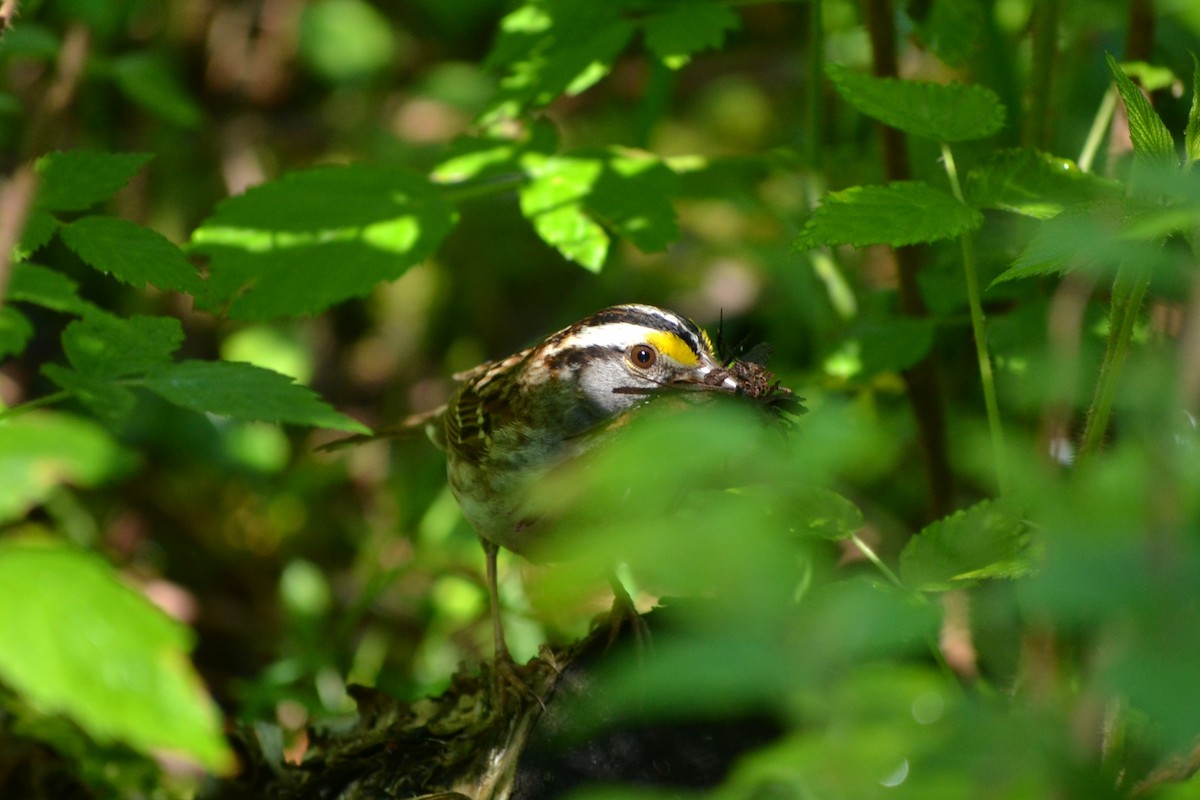 White-throated Sparrow - ML459442621