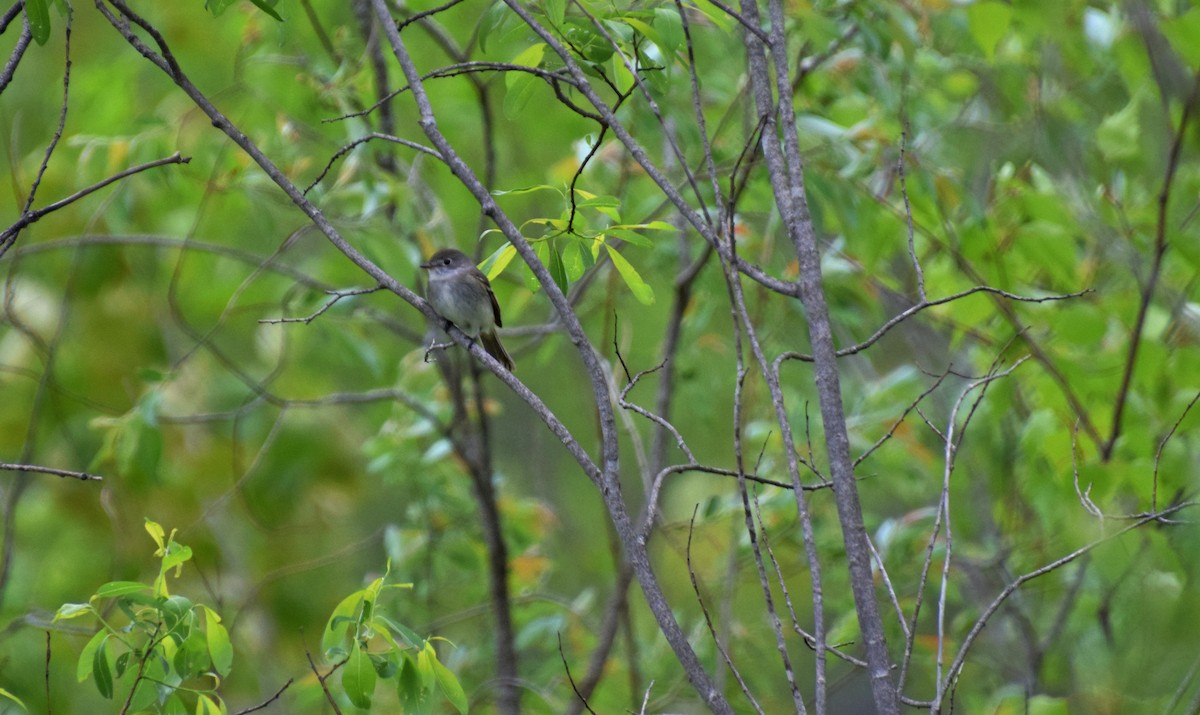 Moucherolle tchébec - ML459444321