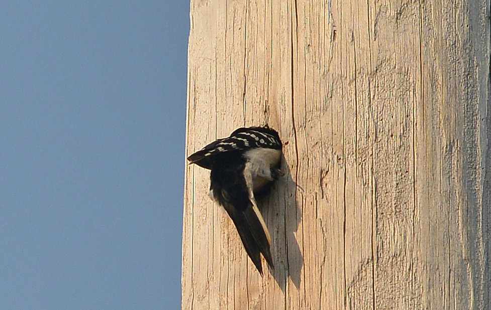 Hairy Woodpecker - Bill Telfair