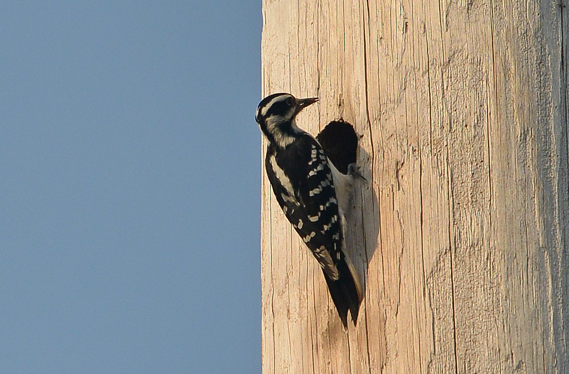 Hairy Woodpecker - ML459444651