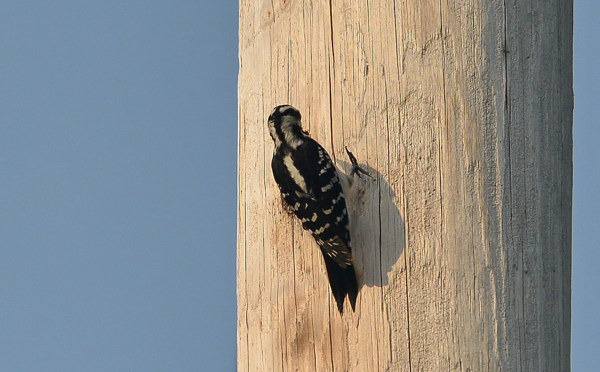 Hairy Woodpecker - ML459444661