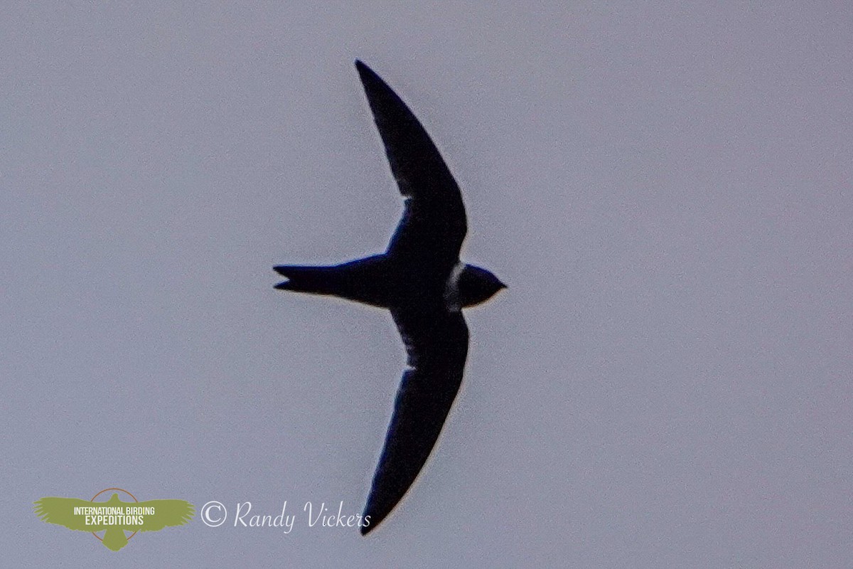 White-collared Swift - Randy Vickers