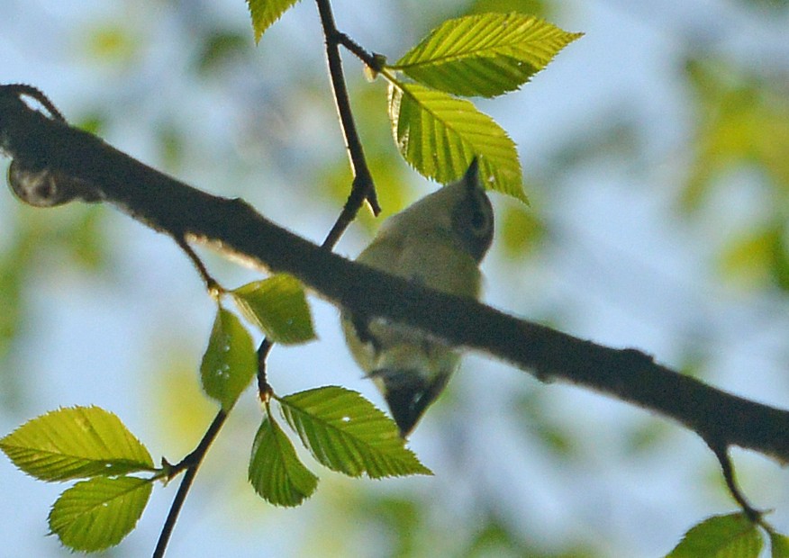 Blue-headed Vireo - ML459445921