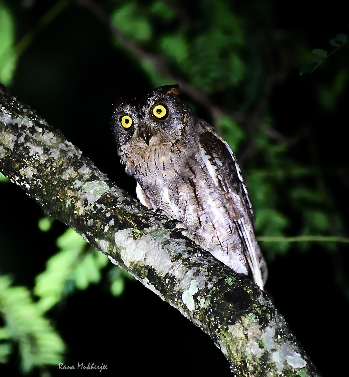 Oriental Scops-Owl - ML459446141