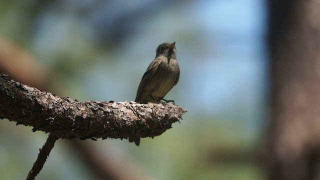 Pine Flycatcher - ML459446781