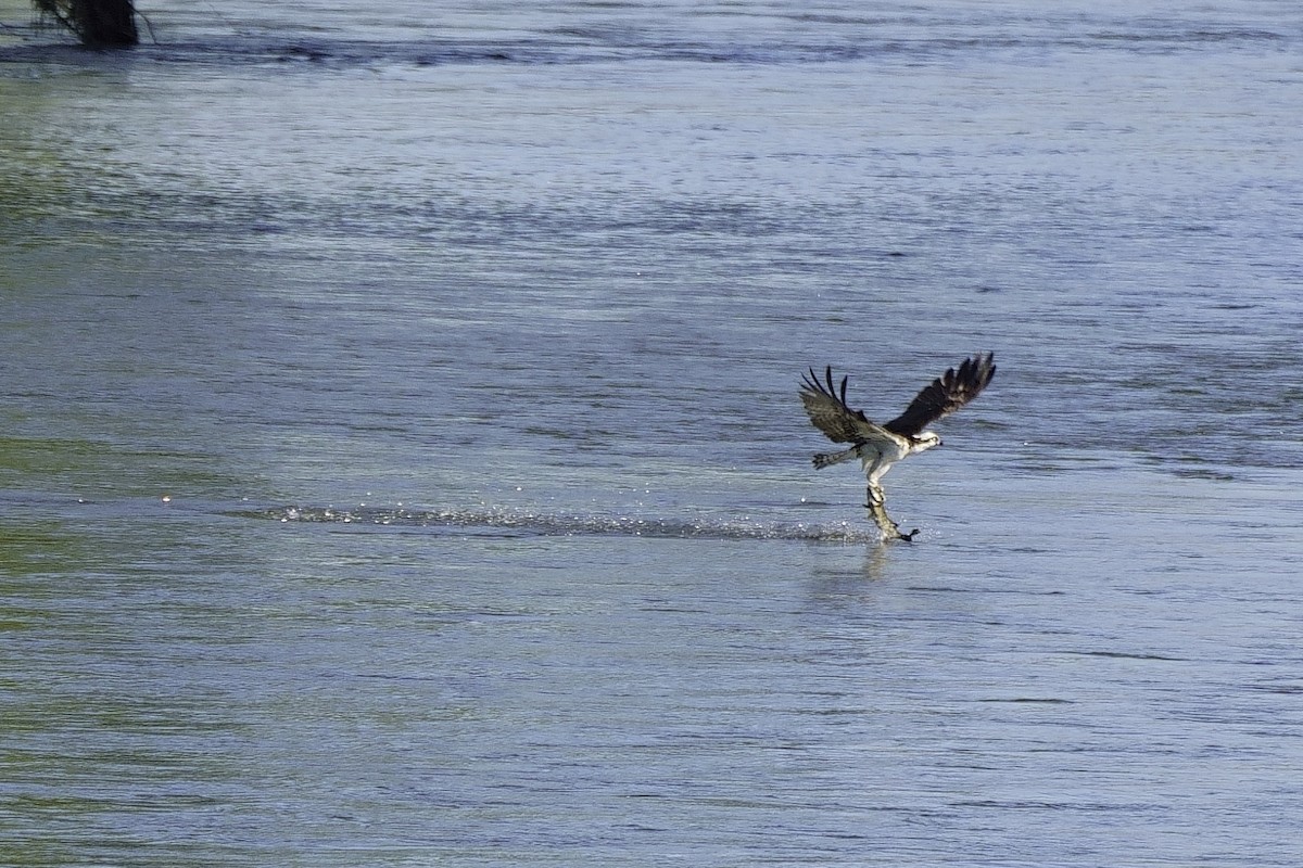 Osprey - ML459446831