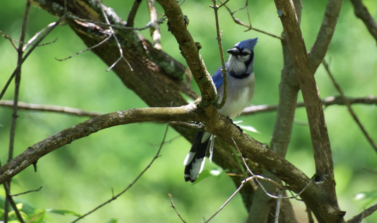 Blue Jay - ML459446971