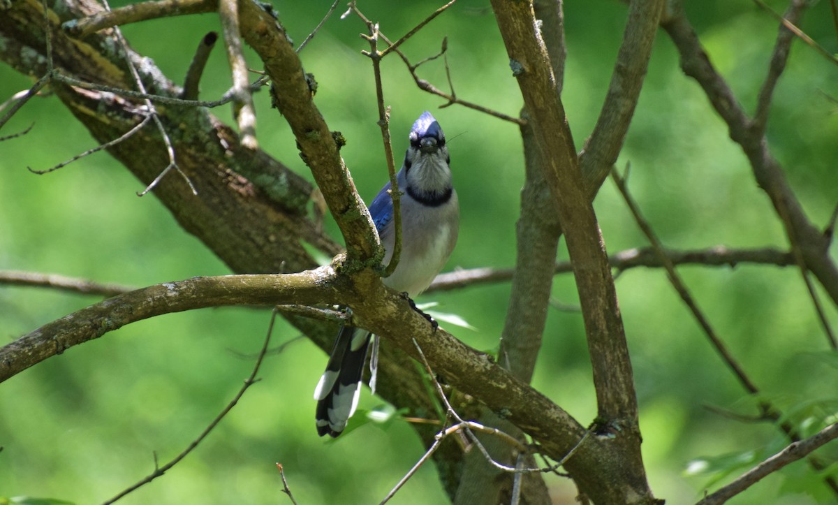 Blue Jay - ML459446981