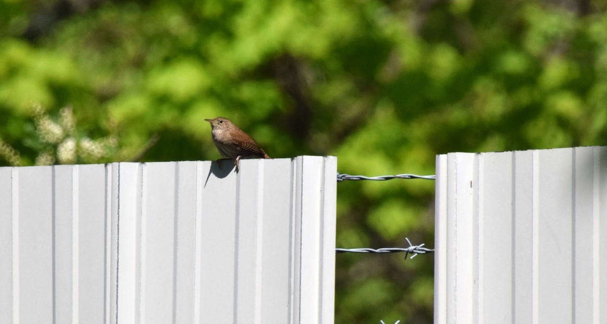 Northern House Wren - ML459447111