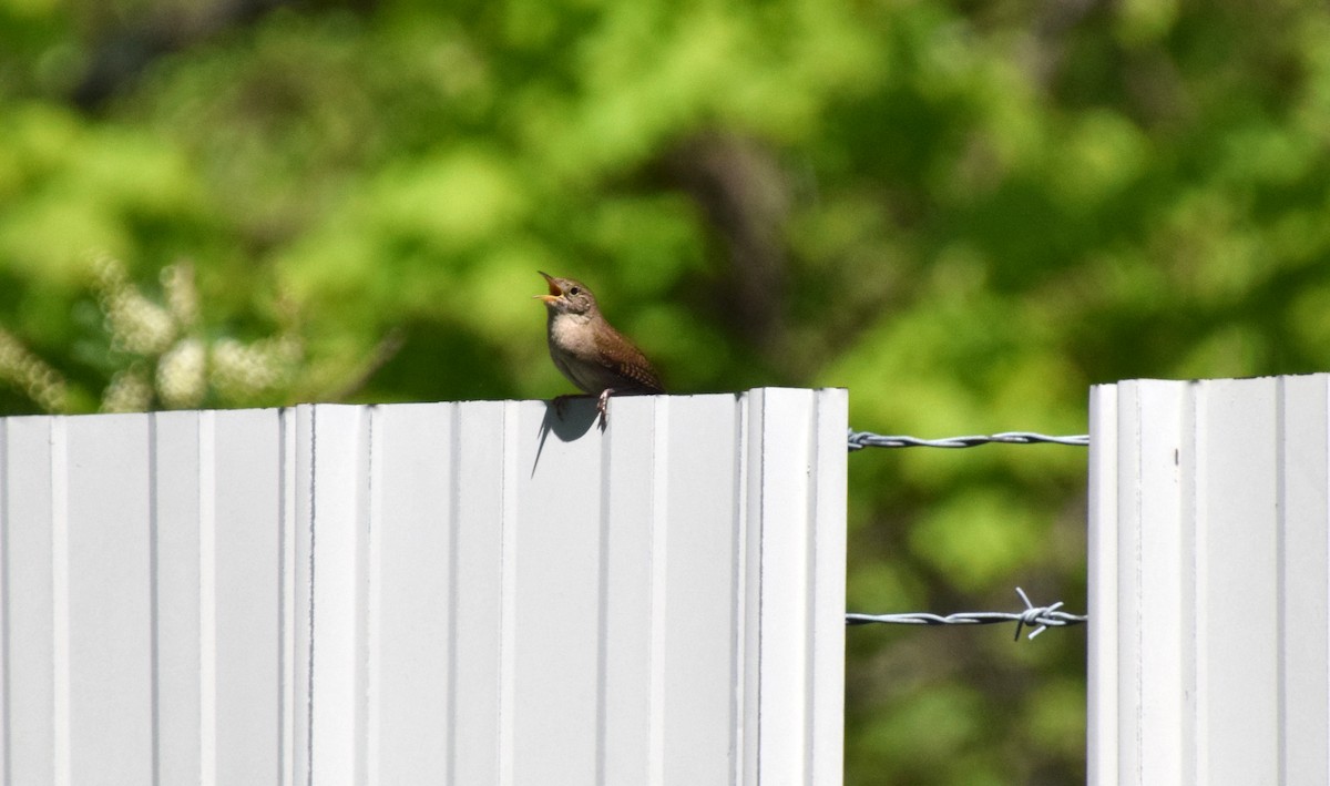 Northern House Wren - ML459447121