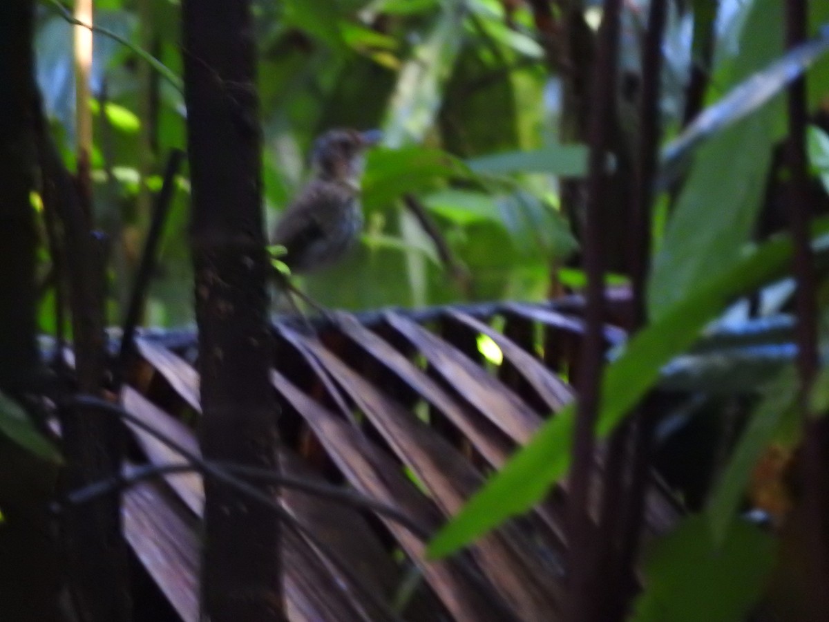 Streak-chested Antpitta - ML459447131