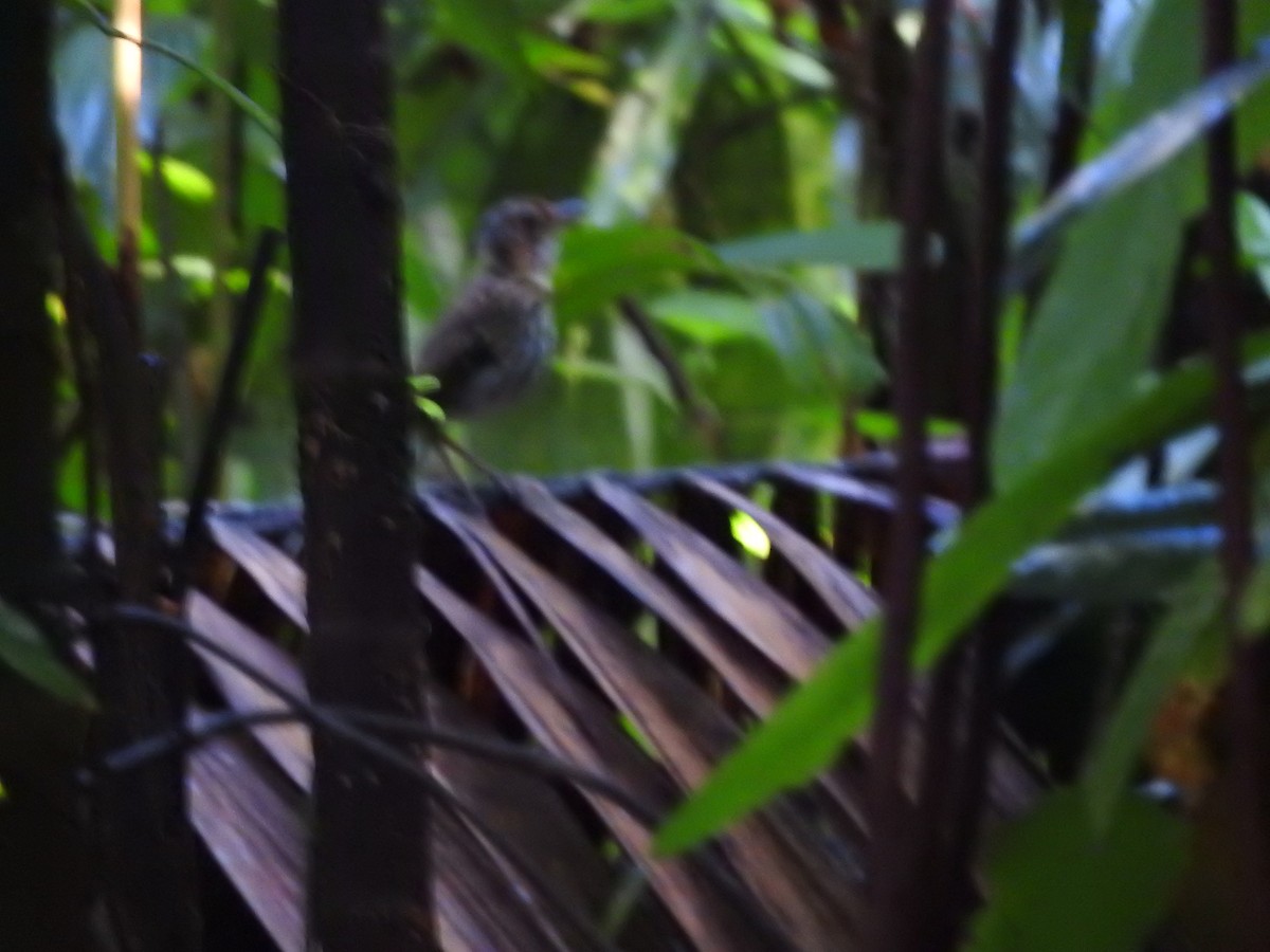 Streak-chested Antpitta - Agustin Carrasco