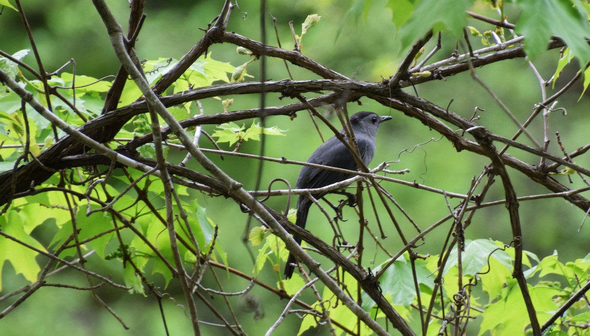 Gray Catbird - ML459447211