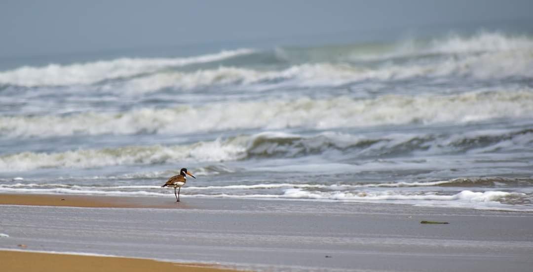 Eurasian Oystercatcher - ML459447251