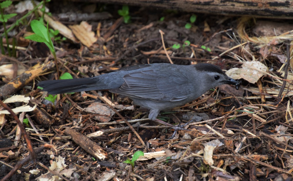 Gray Catbird - ML459447261