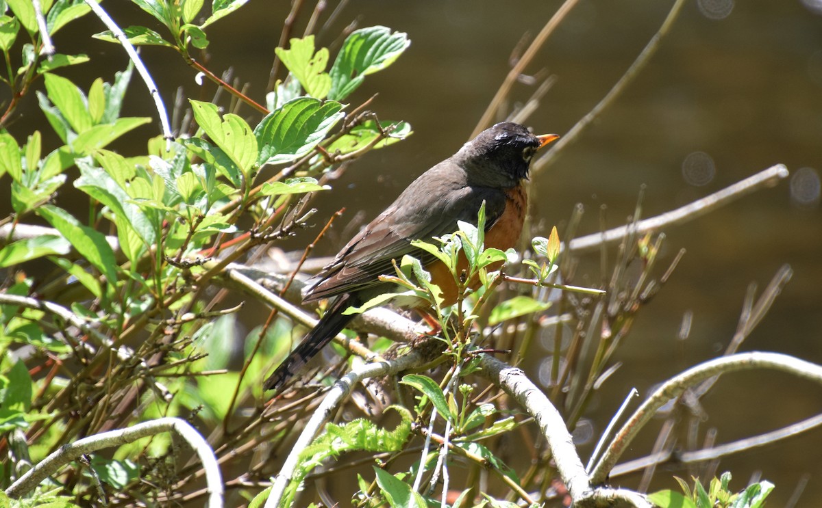 American Robin - ML459447431