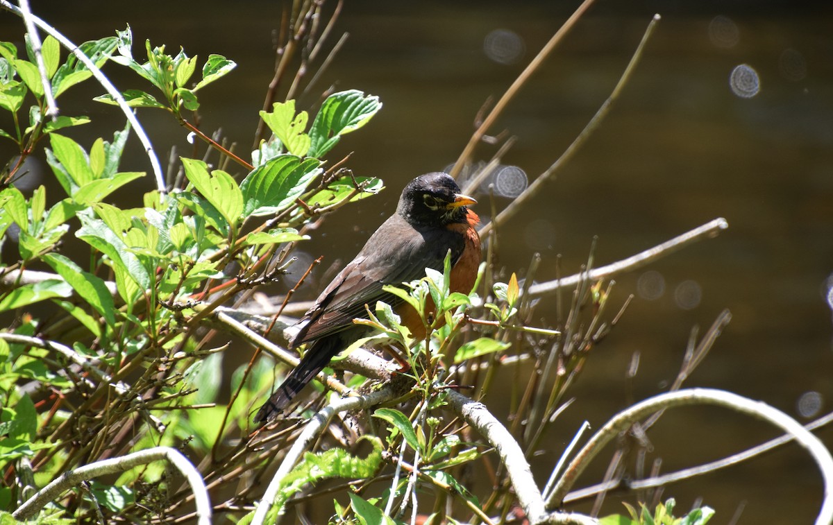 American Robin - ML459447441