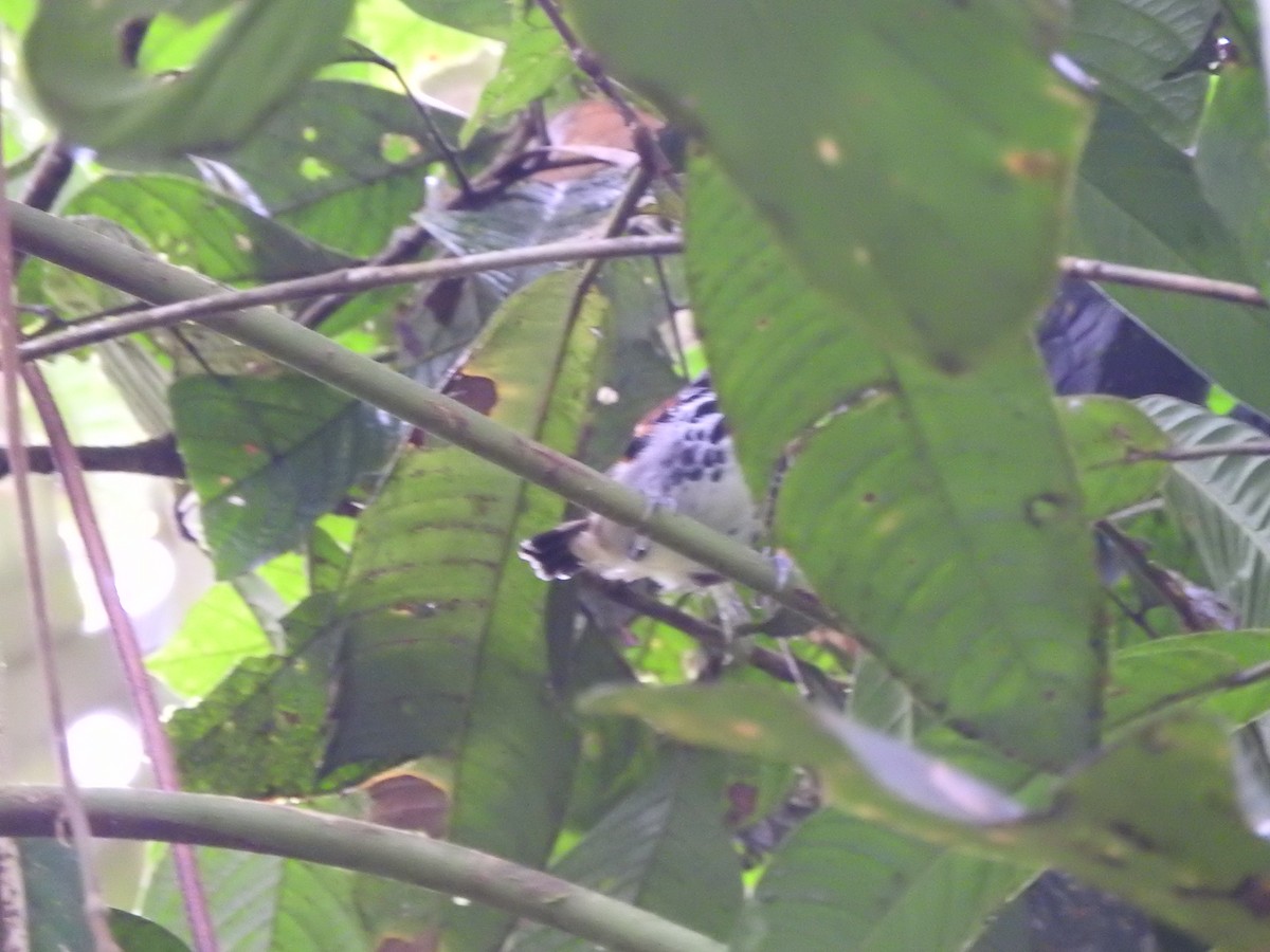 Spotted Antbird - ML459447531