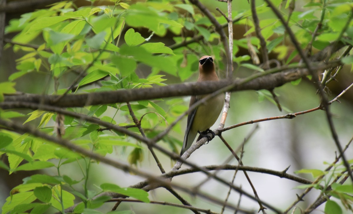 Cedar Waxwing - ML459447591