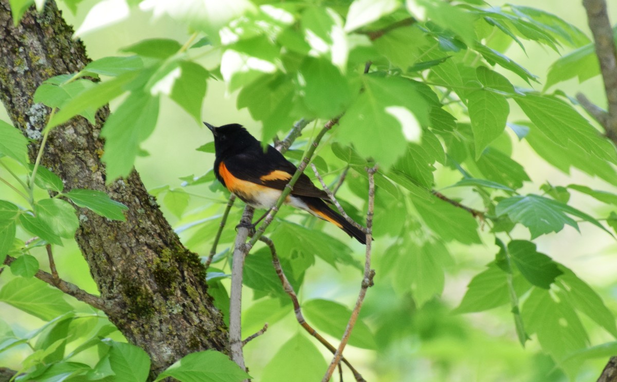 American Redstart - ML459447751