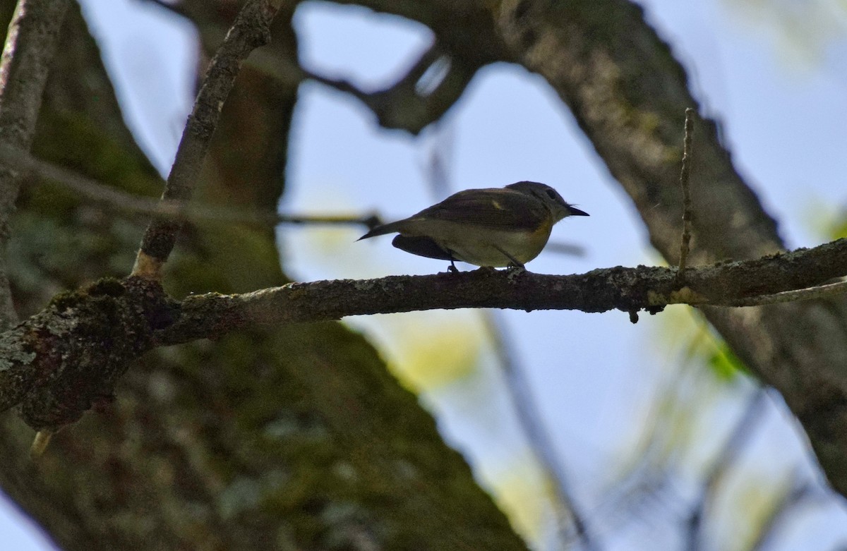 rødstjertparula - ML459447761