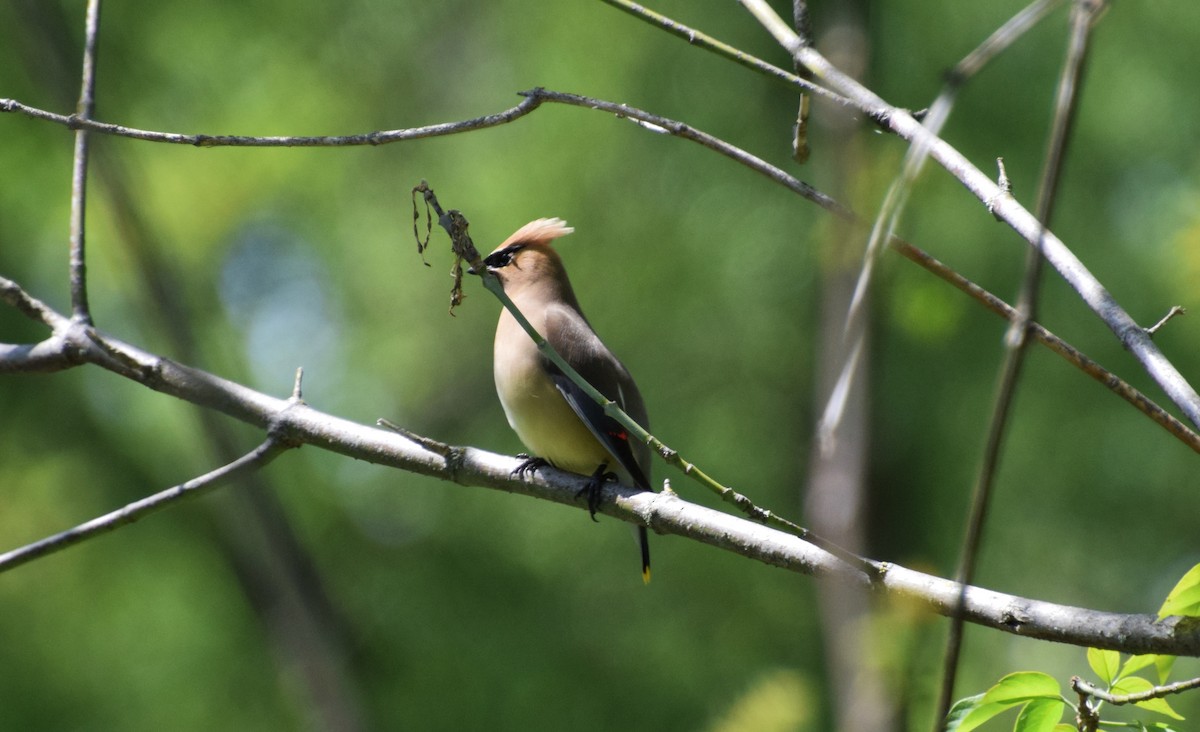 Cedar Waxwing - ML459448321