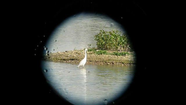 Reddish Egret - ML459448431