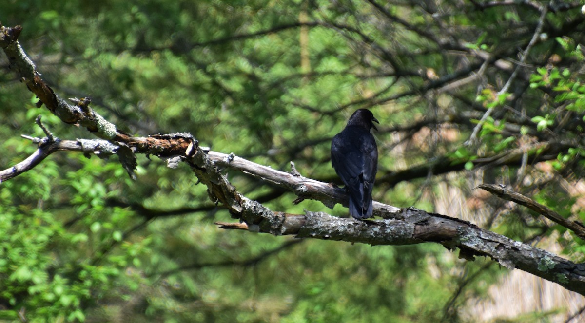 American Crow - Robert Allie