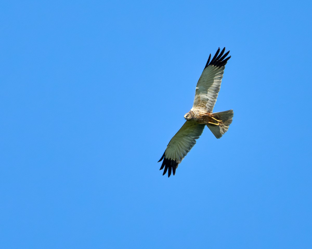 Western Marsh Harrier - Andrew Wilson