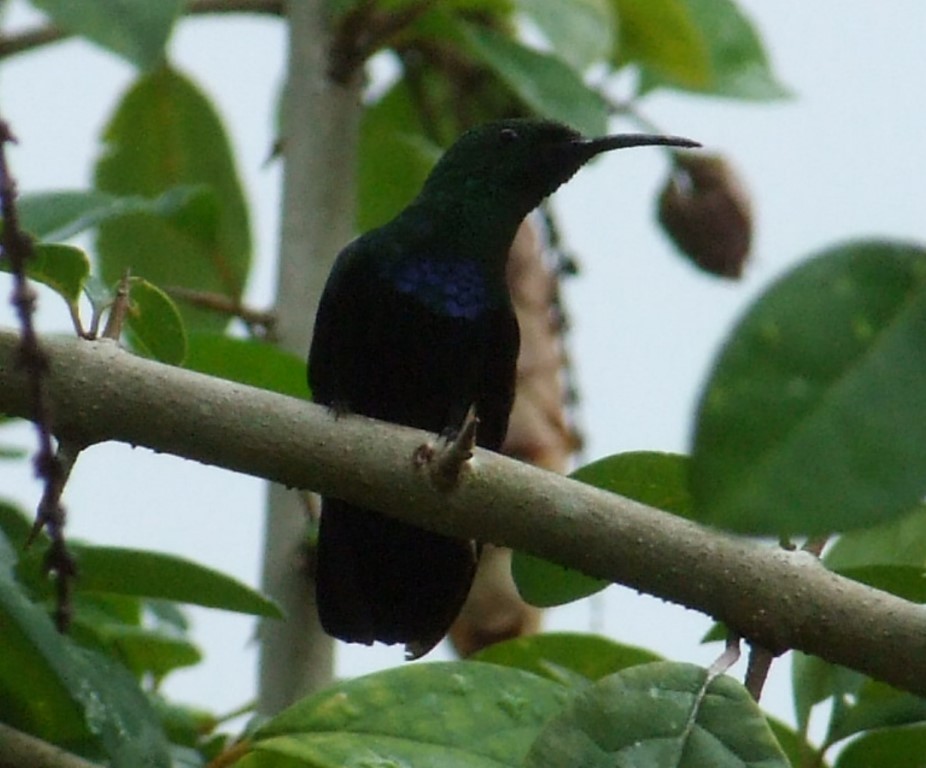 Green-throated Carib - ML459450831