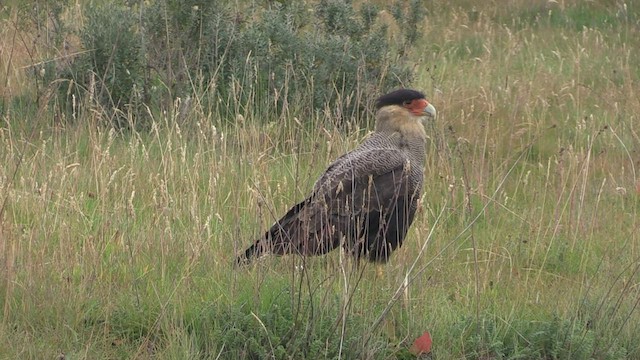 Caracara huppé (plancus) - ML459451771