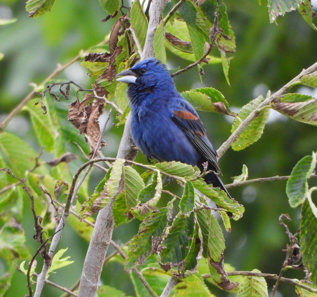 Blue Grosbeak - ML459452541