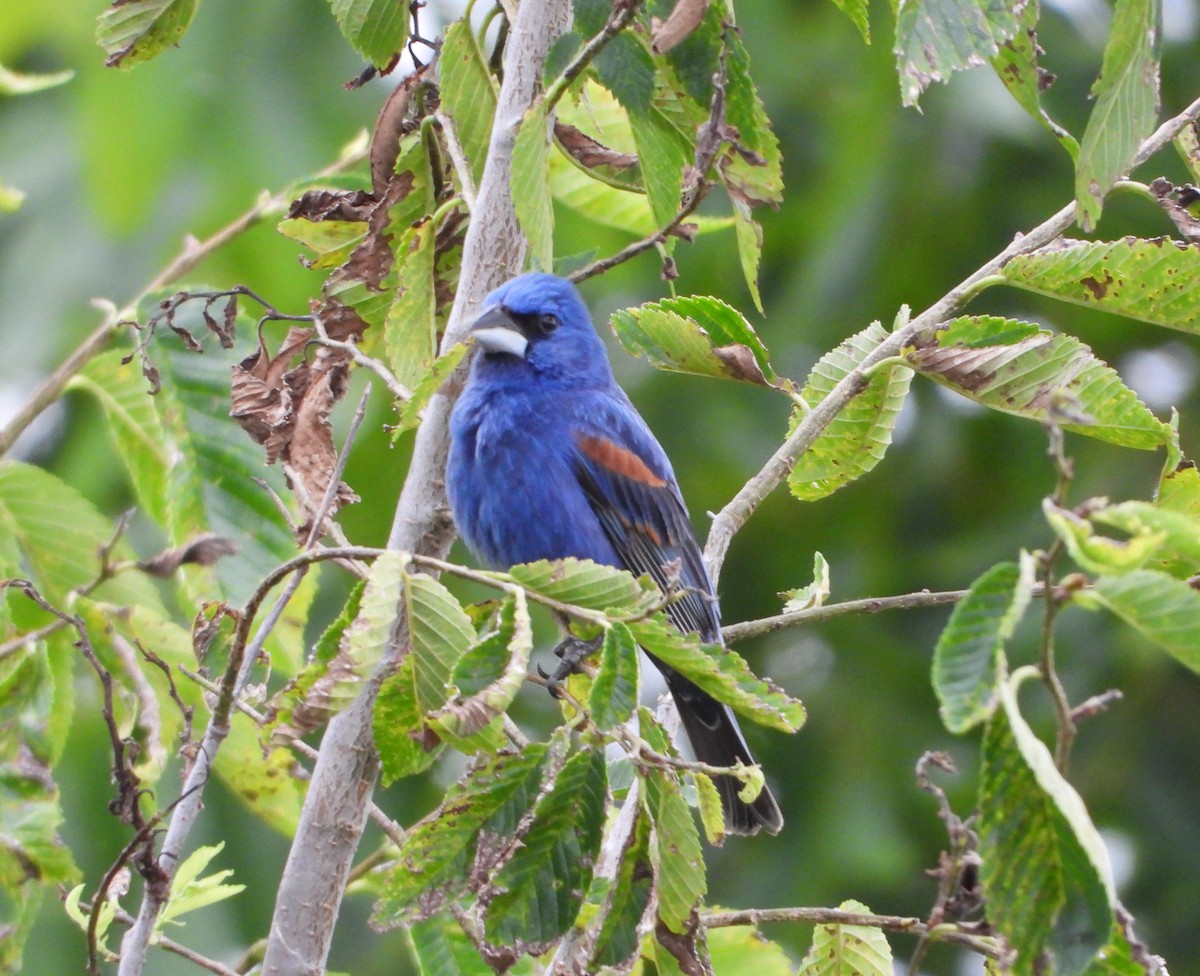 Blue Grosbeak - ML459452601