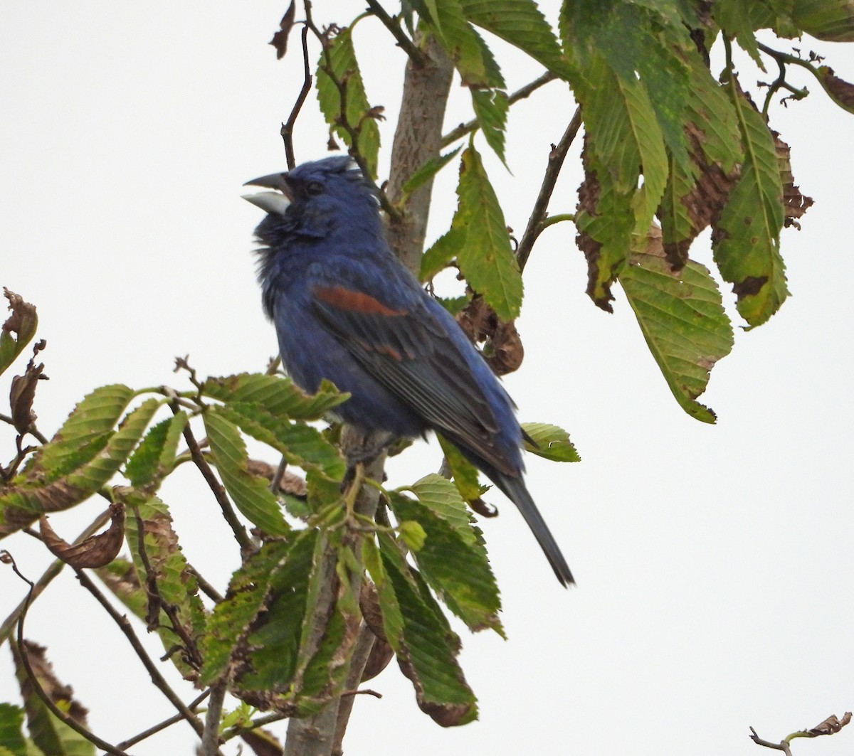 Blue Grosbeak - ML459452951